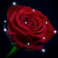 Red Rose - Rose Wallpaper HD
