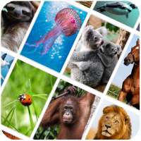 Bild Quiz: Tiere