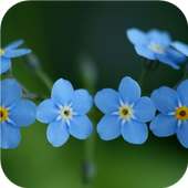 Light blue flower.  Wallpaper