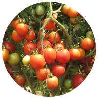 Tomato Cultivation IIHR on 9Apps