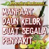 Manfaat Daun Kelor Buat Segala Penyakit