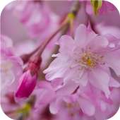 Pink blossom. Live wallpapers
