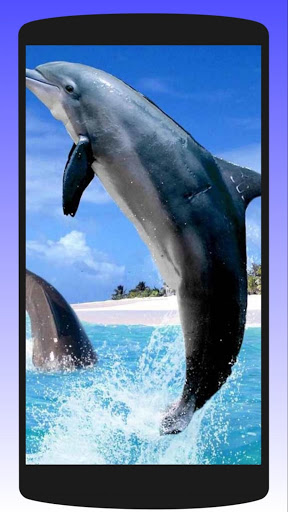 Page 13  Dolphin Wallpaper Images  Free Download on Freepik
