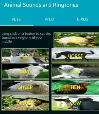 Animal sounds APK Download 2023 - Free - 9Apps Animal sounds APK Download 2023 - Free - 9Apps