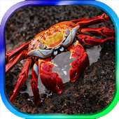 Crab Keyboard Theme on 9Apps