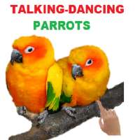 Talking Parrot dancing fun
