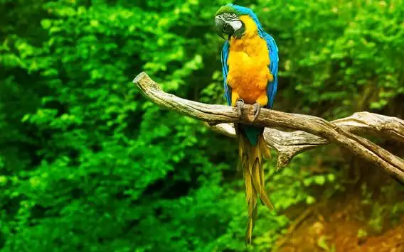 Parrot Live Wallpaper APK Download 2023 - Free - 9Apps Parrot Live Wallpaper APK Download 2023 - Free - 9Apps