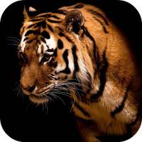 Tiger Live Wallpaper FREE