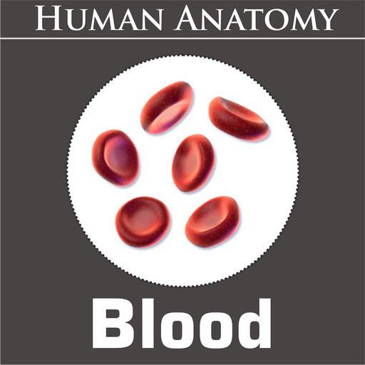 Blood Anatomy