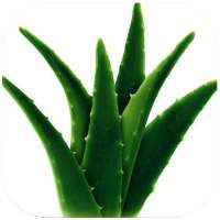 Health Benefits Of Aloe Vera on 9Apps