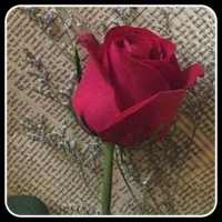 Wallpaper rose flower
