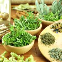 Herbs and Use (Offline) on 9Apps