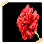 Carnation Flowers Onet Game