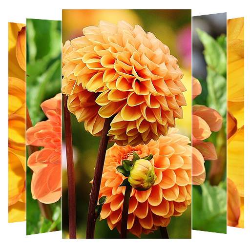 Dahlias Flower Wallpapers