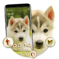 Husky Puppy Launcher Theme