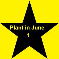 Plant in June 1
