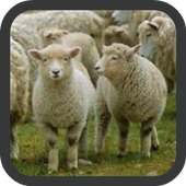 Sheep wallpaper on 9Apps