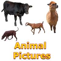 Animals Name and Pictures