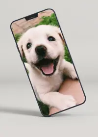 descarga gratuita de fondos de pantalla de perros lindos