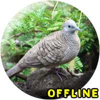 Suara Burung Tekukur MP3 on 9Apps