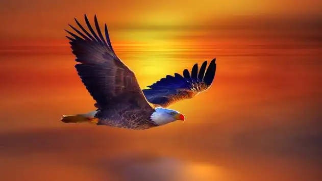 Flying Eagle. Live Wallpapers APK Download 2023 - Free - 9Apps