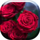 Red Roses Flowers HD