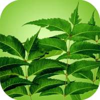 Neem Health Benefits