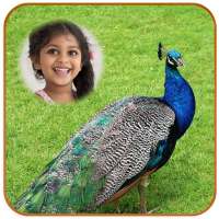 Peacock Photo Frames HD on 9Apps