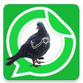 Pigeon With Hands stickers for WhatsApp