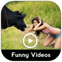 Funny Videos - Viral Videos