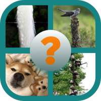 Guess The Animals