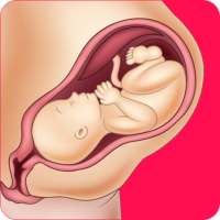 معلومات عن الحمل و الولادة on 9Apps