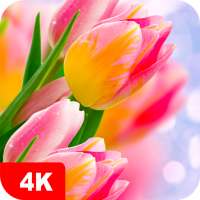 Hintergrundbilder mit Tulpe 4K