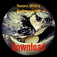 SBWK - Suara Burung Walet Kalimantan on 9Apps