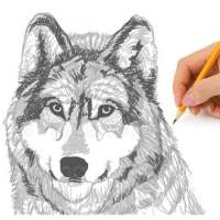 How to draw a wolf. Scheme