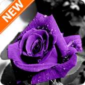 Purple Roses Wallpapers HD