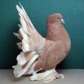 Best Fancy Pigeons Picture or Photo on 9Apps