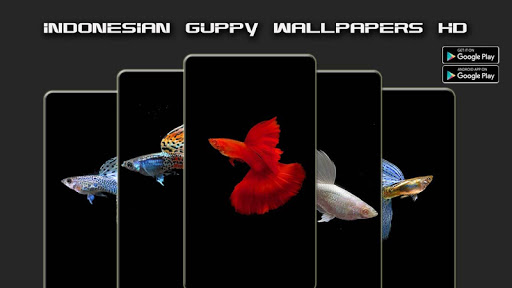 Guppy Pictures  Download Free Images on Unsplash