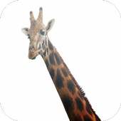 Guess the animal game for kids