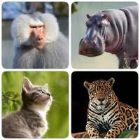 Млекопитающие – все животные в тесте по зоологии!