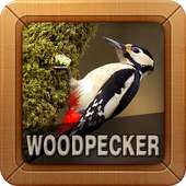 Woodpecker Bird Sounds on 9Apps