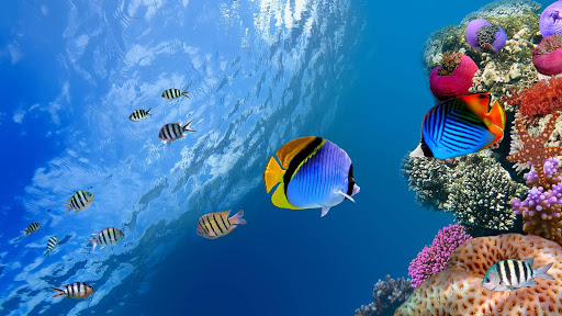 Blue Ocean Live Wallpaper Free APK for Android Download