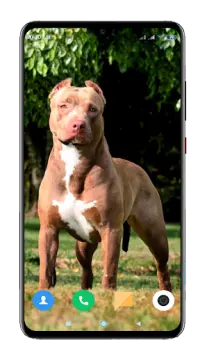 Pitbull Dog Wallpaper HD APK Download 2023 - Free - 9Apps