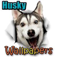 Husky Dog Wallpapers HD & Fondos 4k