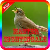 Kicau Master Burung Nightingale on 9Apps