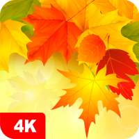 Autumn Wallpapers 4K