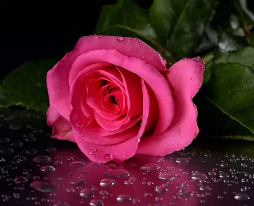 Descarga de la aplicación Las mejores flores y rosas 2023 - Gratis - 9Apps Descarga de la aplicación Las mejores flores y rosas 2023 - Gratis - 9Apps