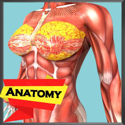 Human Anatomy Encyclopedia - Organs & Skeleton