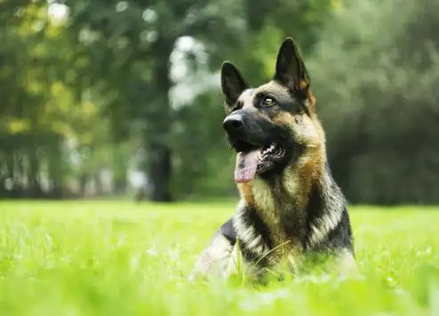 German shepherd dog wallpaper HD APK Download 2023 - Free - 9Apps German shepherd dog wallpaper HD APK Download 2023 - Free - 9Apps
