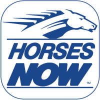 Horses Now